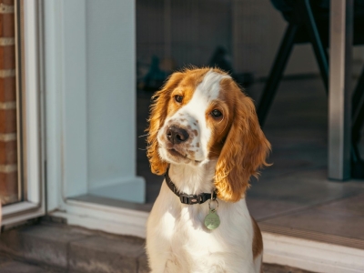 Comment détecter une otite chez mon chien ?