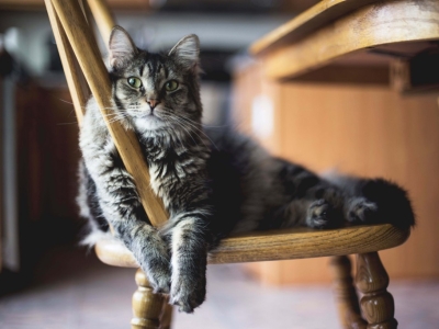 Maladie rénale chronique chez le chat 