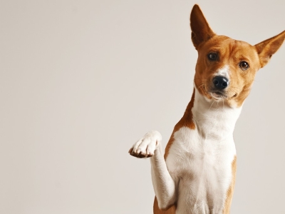Douleurs articulaires : les troubles de la mobilité chez le chien