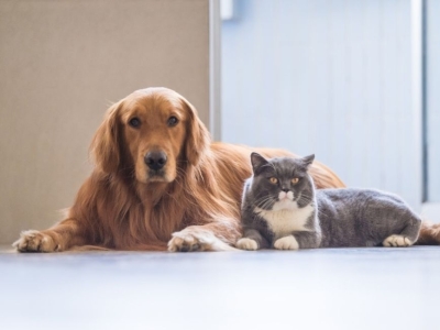 Vieux chien, vieux chat : comment prendre soin de son animal âgé ? 