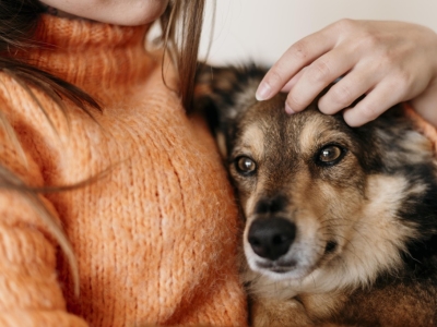 Comment équilibrer les émotions de votre chien ou votre chat ?