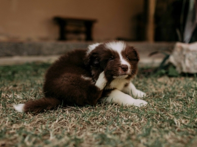 Comment protéger et débarrasser votre chien des puces ? 