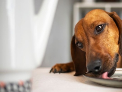 Donner à manger à table à son chien : bonne ou mauvaise idée ?