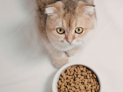 Nourrir son chat à volonté : bonne ou mauvaise idée ?