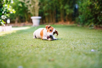 Prendre soin des dents de son chien