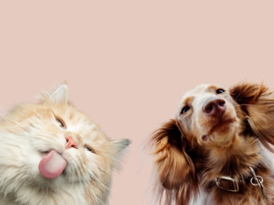 Quand nos compagnons vieillissent : tout savoir sur l’arthrose 