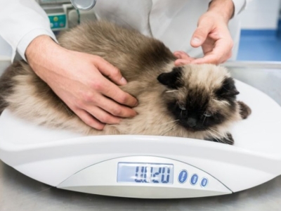 Gestion du poids chez le chien et le chat : quelques kilos peuvent tout changer