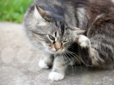 Comment lutter contre les puces, tiques, moustiques et phlébotomes ?