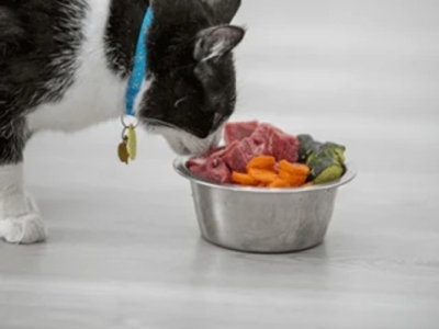 Nourrir son chien ou son chat "comme dans la nature" : bonne ou mauvaise idée ?