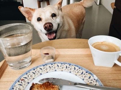 Mon chien réclame à table : comment faire pour qu’il arrête ?  