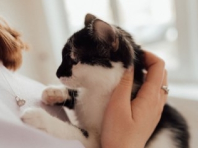 Maladie rénale chronique du chat : quand l’alimentation prolonge la vie